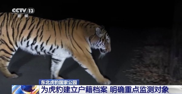 专业提供股票配资 两年产两胎五崽！东北虎豹活动范围扩大，超过1.1万平方公里